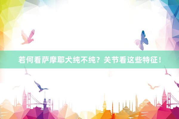 若何看萨摩耶犬纯不纯？关节看这些特征！