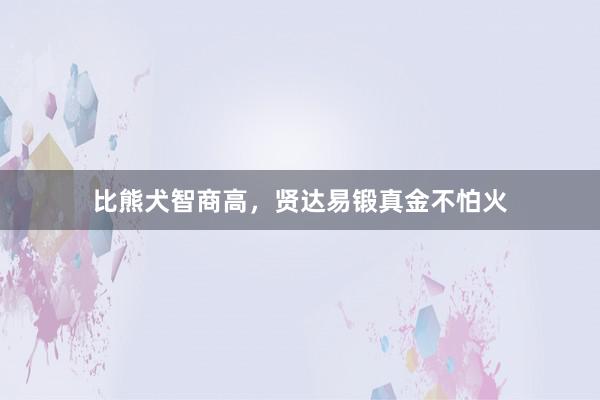 比熊犬智商高，贤达易锻真金不怕火